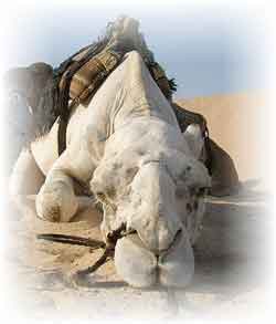 骆驼，在埃及的传播流行的手段。